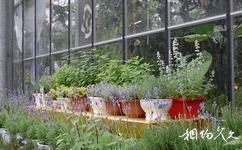 中国科学院武汉植物园旅游攻略之香草植物展