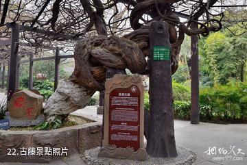 成都寶光桂湖文化旅遊區-古藤照片