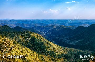 陝西延安黃陵國家森林公園-森林照片