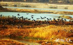 宝鸡千湖国家湿地公园旅游攻略之鸟类观赏区