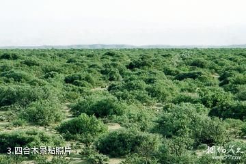 內蒙古西鄂爾多斯國家級自然保護區-四合木照片