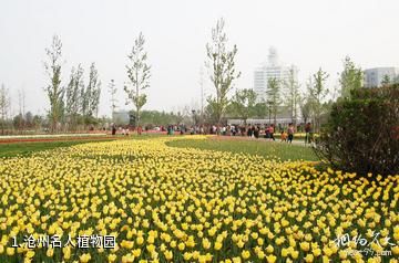 沧州名人植物园照片