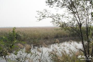 天津燕王湖濕地生態園-植物照片