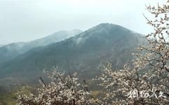 三门峡甘山国家森林公园旅游攻略之春之景