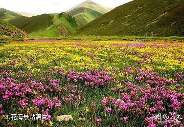 玉樹稱多拉布民俗村-花海照片