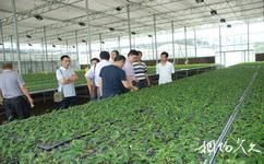 遵义湄潭茶海生态园旅游攻略之湄潭县现代高效茶业示范园区
