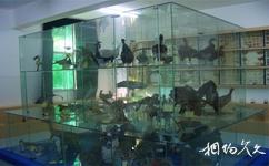 神州荒漠野生動物園旅遊攻略之標本展覽館