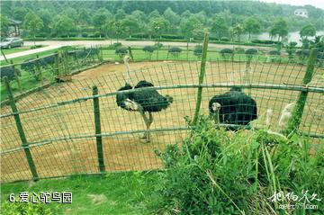 长沙千龙湖生态旅游区-爱心驼鸟园照片