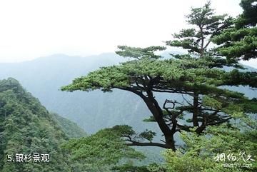 广西花坪国家级自然保护区-银杉景观照片