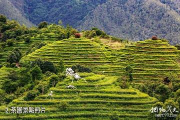 漳州高峰谷景區-茶園照片