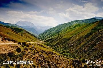 伊犁白石峰瓊博拉森林公園-森林公園照片