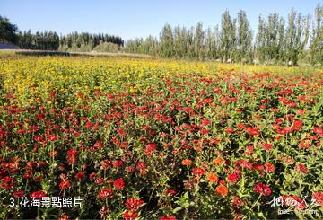 新和沙漠花海景區-花海照片