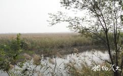 天津燕王湖濕地生態(tài)園旅游攻略之植物