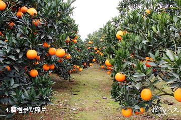 成都金堂中國臍橙之鄉-臍橙照片