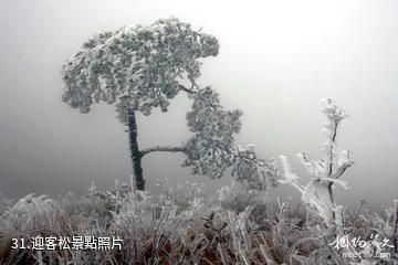 福建茫盪山風景區-迎客松照片