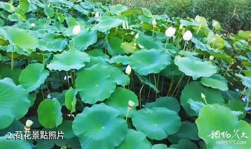 九間樓鄉荷花池景區-荷花照片