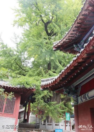 沂水灵泉山旅游区-古银杏照片