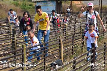 長沙寧鄉關山旅遊區-花豬賽跑照片