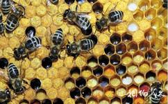 中国蜜蜂博物馆旅游攻略之蜂产品介绍