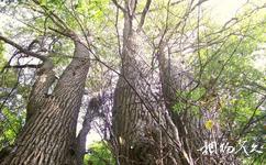 河南宝天曼国家级自然保护区旅游攻略之植物资源