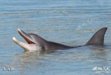 澳大利亚鲨鱼湾-海豚照片
