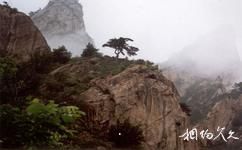 北京雲蒙山國家森林公園旅遊攻略之中字松