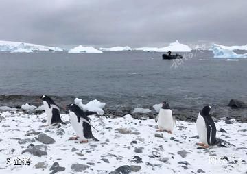 南极天堂湾-企鹅照片