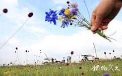克什克騰旗貢格爾草原旅遊攻略之彩色花朵
