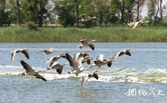 滄州南大港濕地旅遊攻略之鳥類