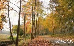 杭州绿景塘生态农业观光园旅游攻略之绿景塘秋色