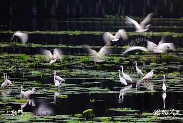 台儿庄运河湿地公园-水鸟照片