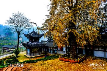重庆巴南中泰天心佛文化旅游区-千年古银杏照片