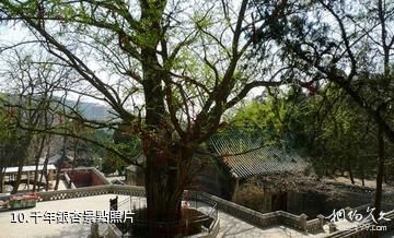 濟南五峰山風景區-千年銀杏照片