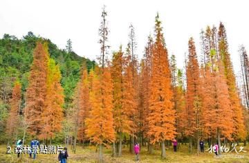 廣東天井山國家森林公園-森林照片