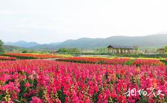 荆门东宝圣境花谷旅游攻略之花卉