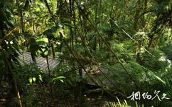 澳大利亞庫蘭達小鎮旅遊攻略之熱帶雨林