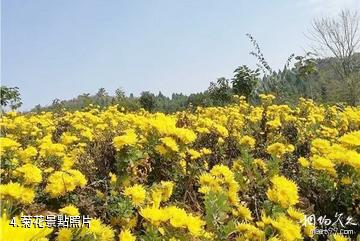 荊門京山花台山景區-菊花照片