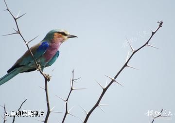 波札那奧卡萬戈三角洲-鳥類照片