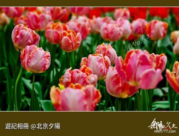 【原創攝影】夢幻鬱金香