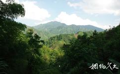 广西九万山国家级自然保护区旅游攻略之原始森林