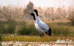 會南會澤黑頸鶴國家級自然保護區旅遊攻略之黑頸鶴