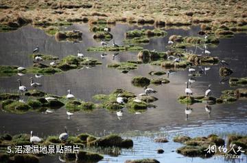 甘肅鹽池灣國家級自然保護區-沼澤濕地照片