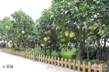 成都花香果居旅游景区-名柚照片