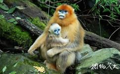 临沂动植物园旅游攻略之国宝金丝猴