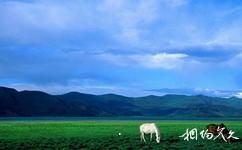 西藏羊卓雍措湖旅游攻略之高山牧场