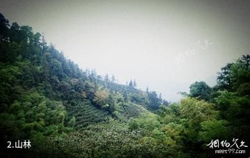 江津骆騋山风景区-山林照片