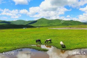 阿坝漫泽塘景区-动植物照片