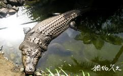 澳大利亞庫蘭達小鎮旅遊攻略之鱷魚