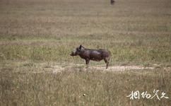 坦桑尼亚恩戈罗恩戈罗自然保护区旅游攻略之疣猪