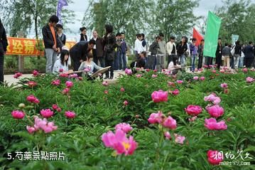 黑龍江農業經濟職業學院芍菊古苑景區-芍藥照片